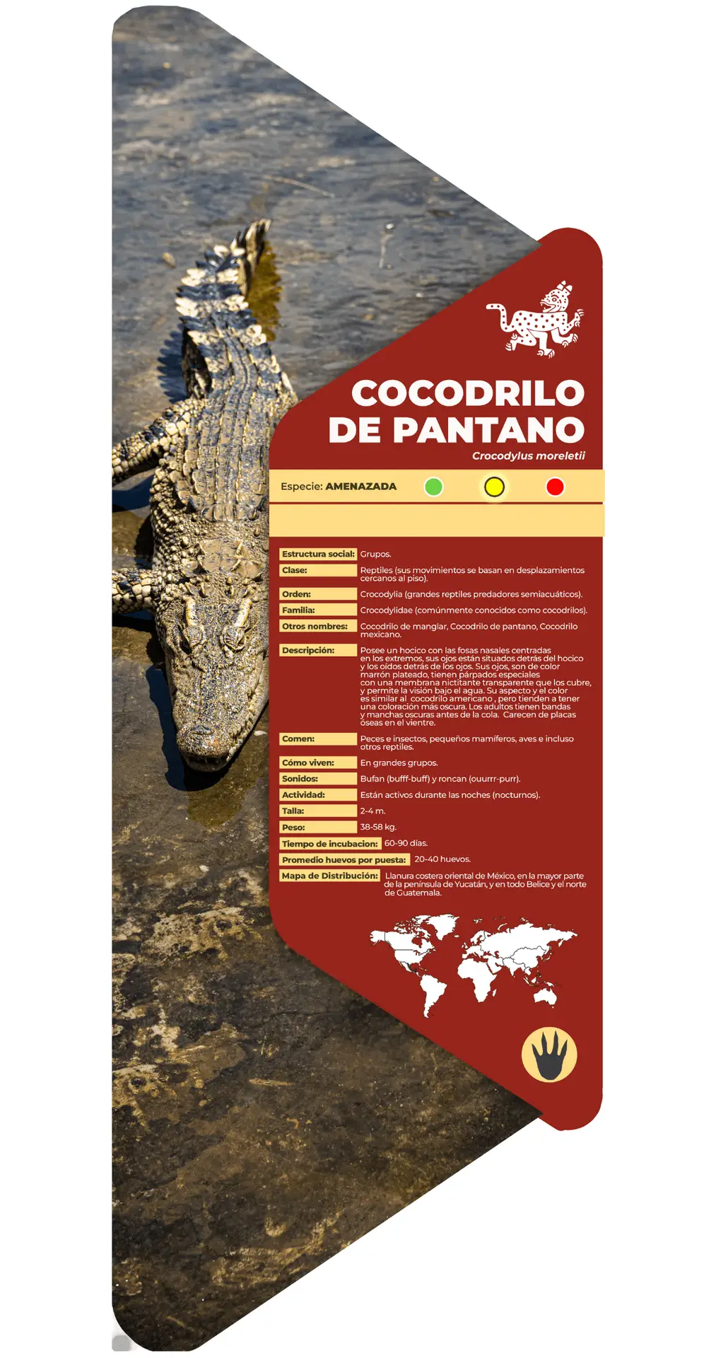 Cocodrilo de pantano
