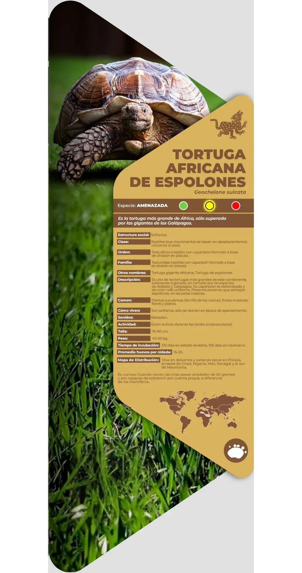 Tortuga de espolones